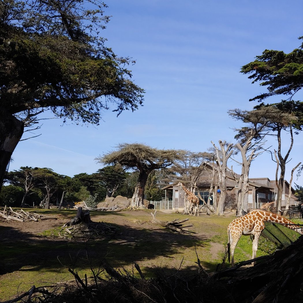 Giraffe Lodge 2