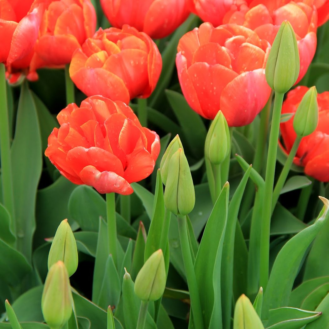 TulipFestival 1