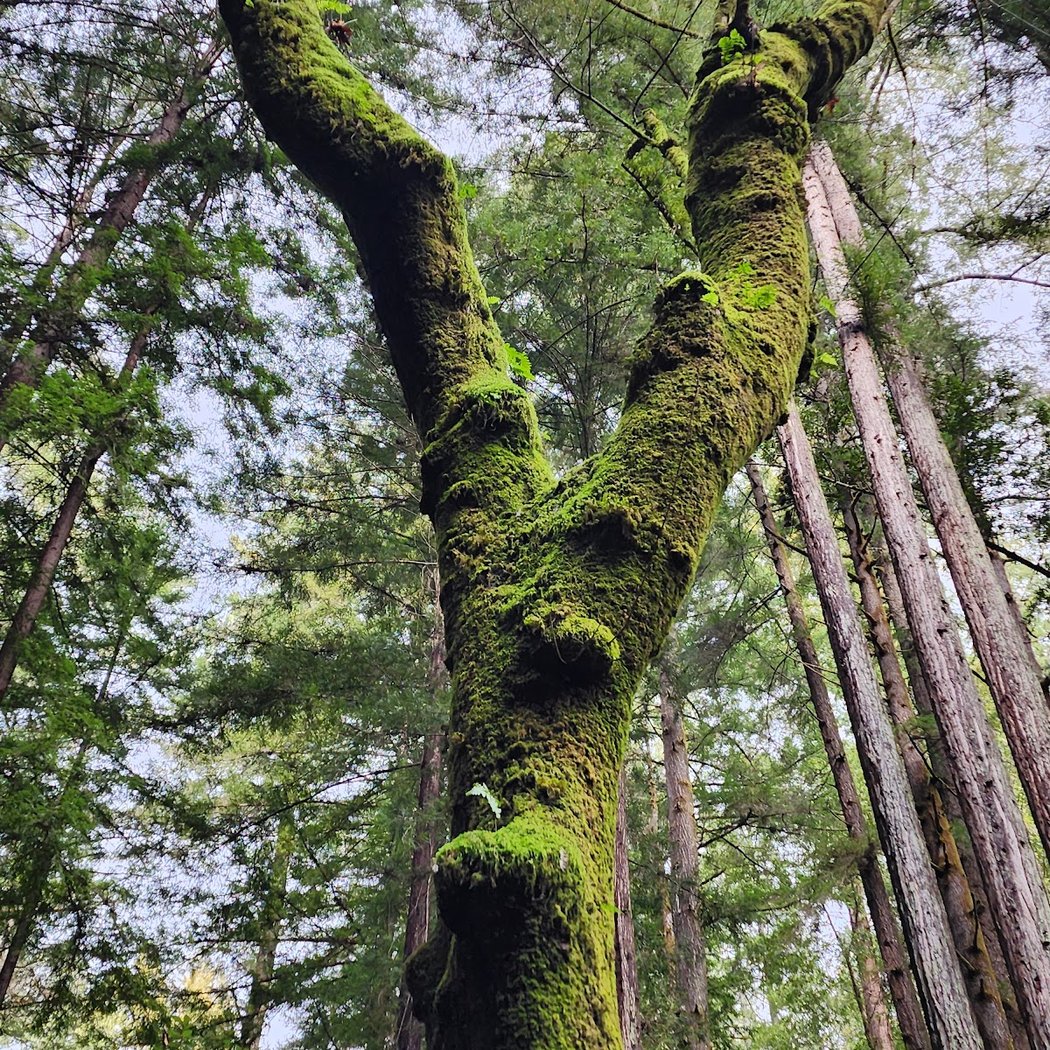 Fall Creek Unit | Henry Cowell Redwoods State Park 1