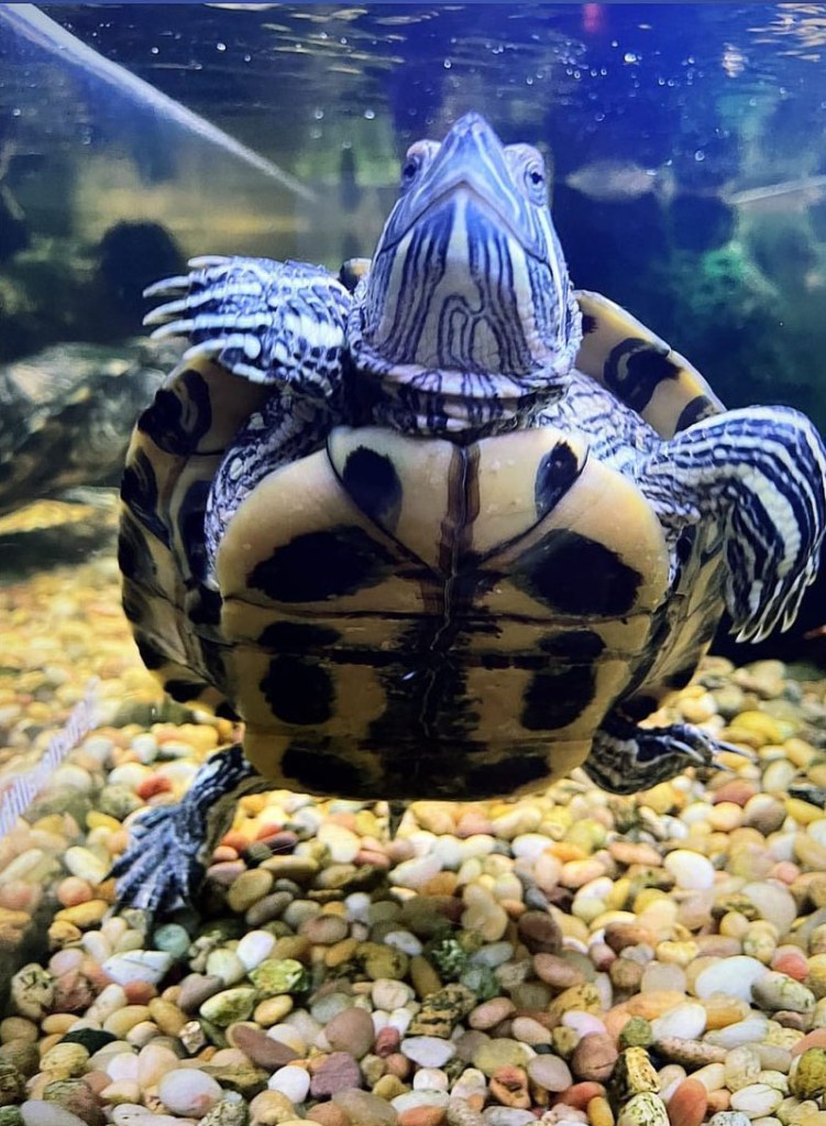 Turtles all the way down 1