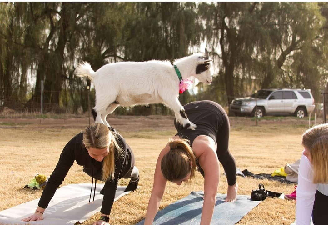 Goat & Bunny Yoga Classes 4