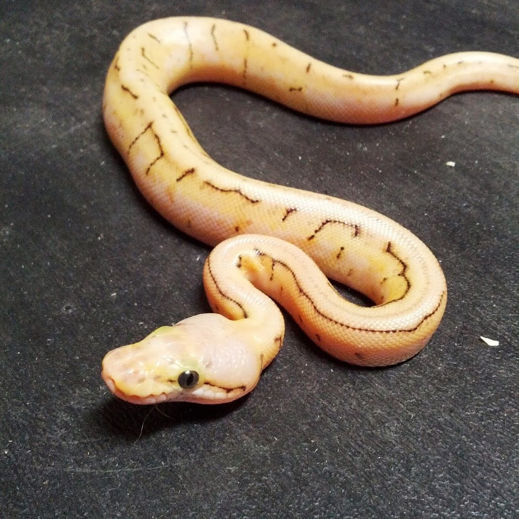 East Bay Vivarium 1