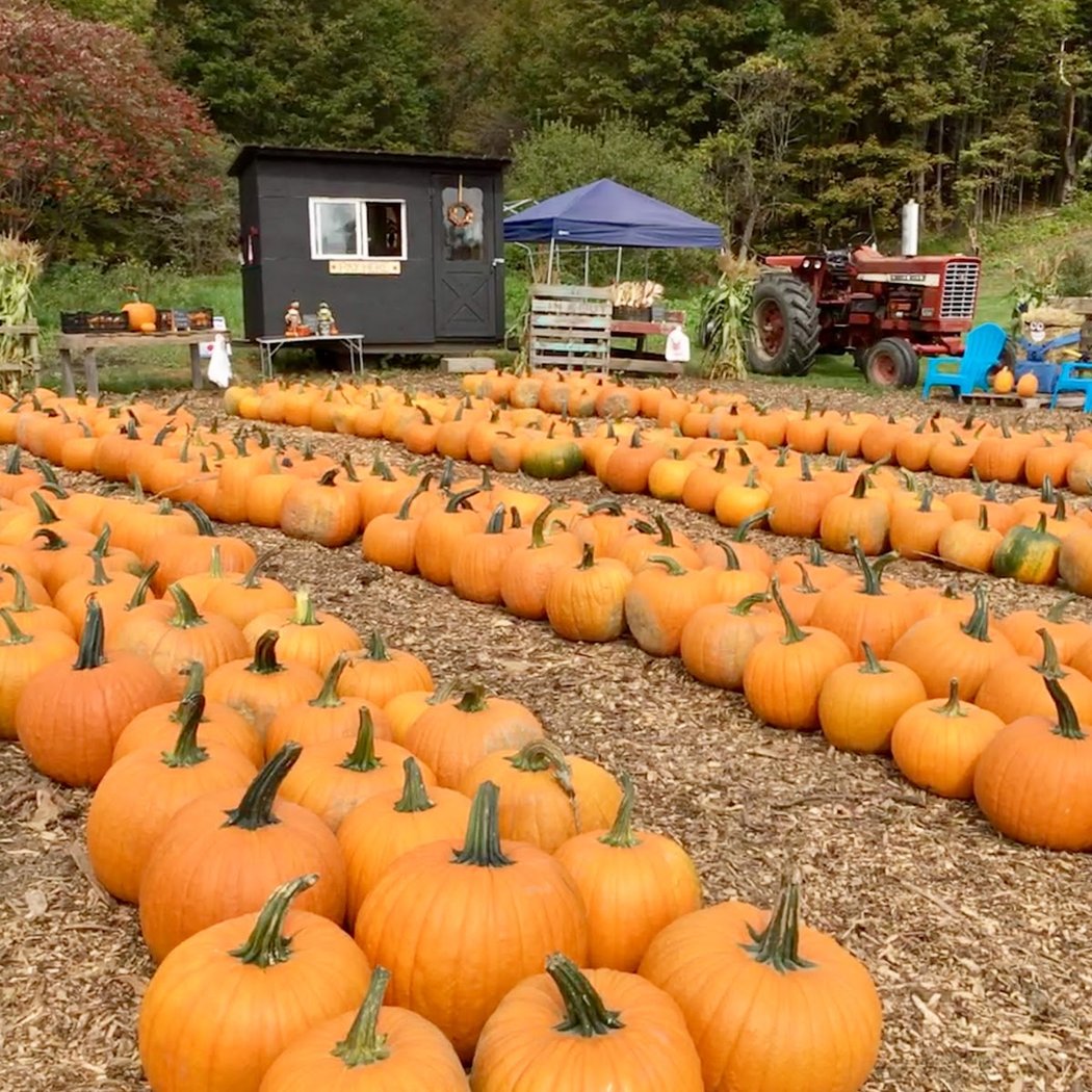 Mountain View Farm 2