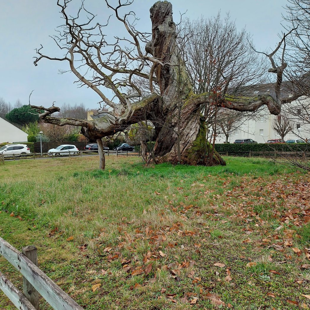 Châtaignier de l'Eraudière 2