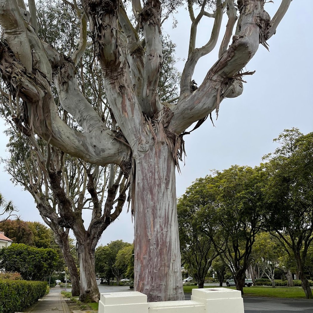 Saint Francis Wood 3