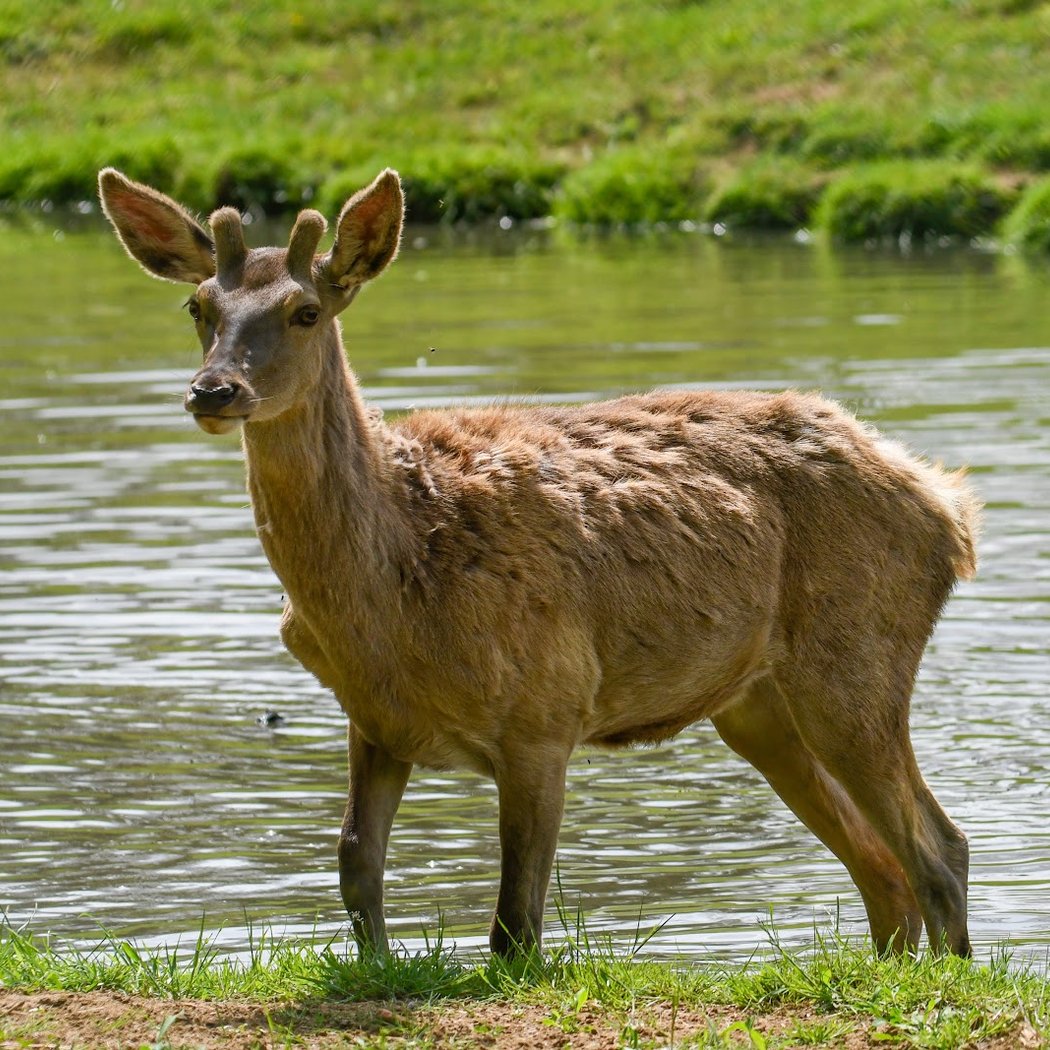 Jardin Animalier 1