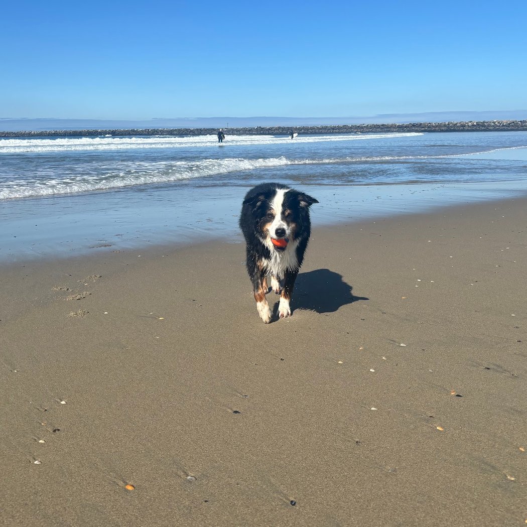 Ocean Beach | Dog Beach