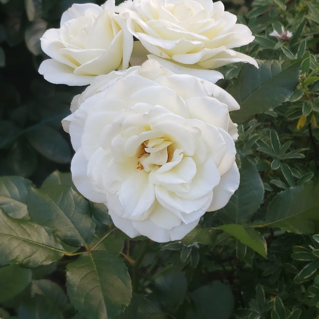 West 104th Street Garden 1