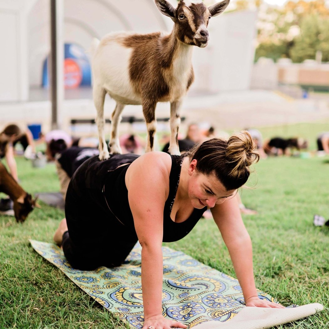 901 Goats Presents Goat Yoga 2