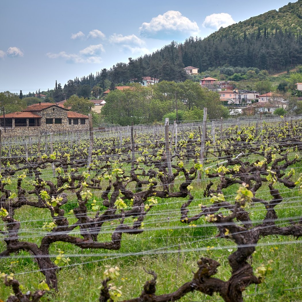 THYMIOPOULOS VINEYARDS - ΑΜΠΕΛΩΝΕΣ ΘΥΜΙΟΠΟΥΛΟΥ 1