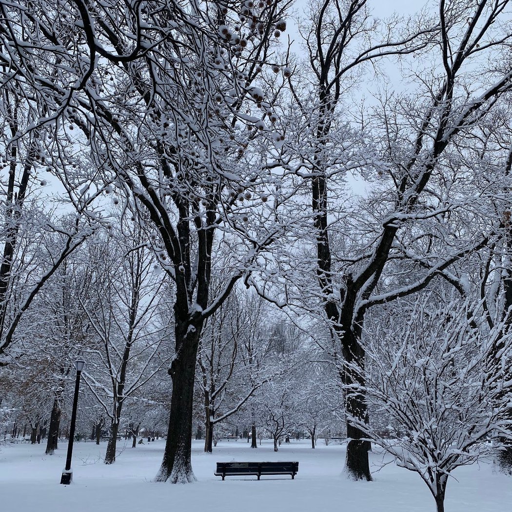 Mulchfest 1