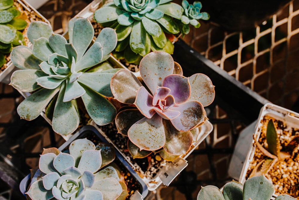 Friday Morning Curated Plant Sale