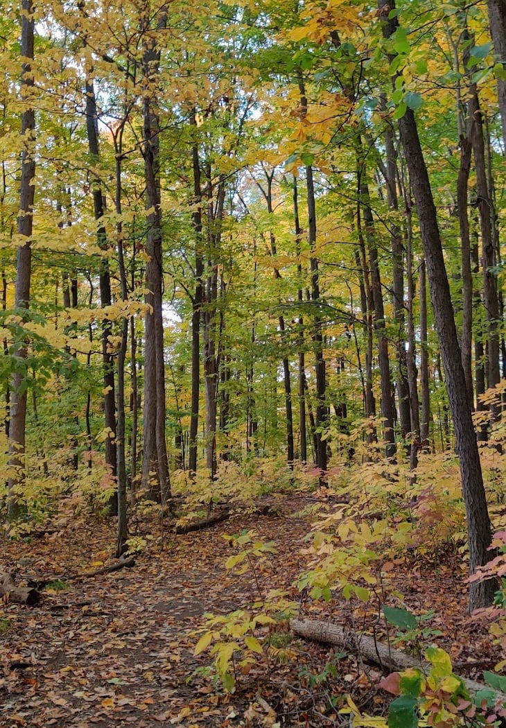 Arbor Hills Nature Area 2
