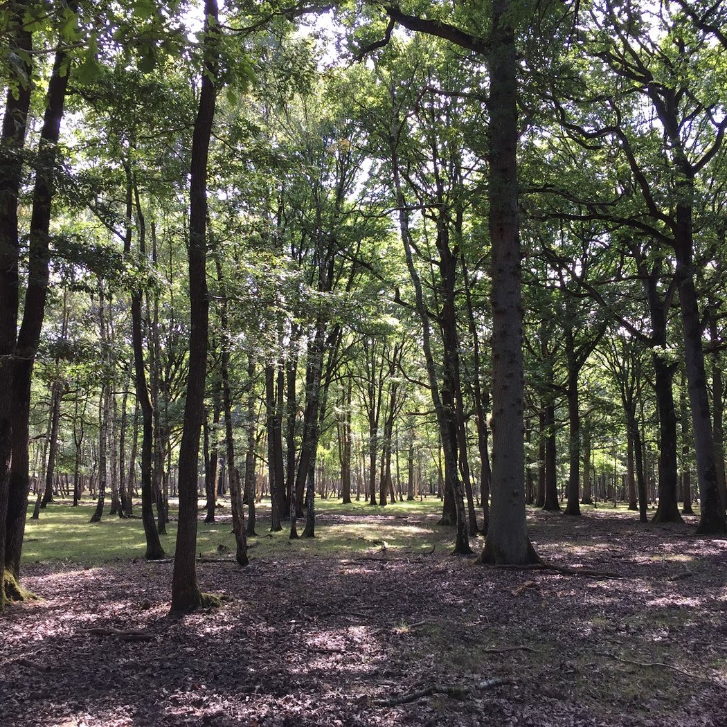 Forêt Domaniale de Rambouillet 4