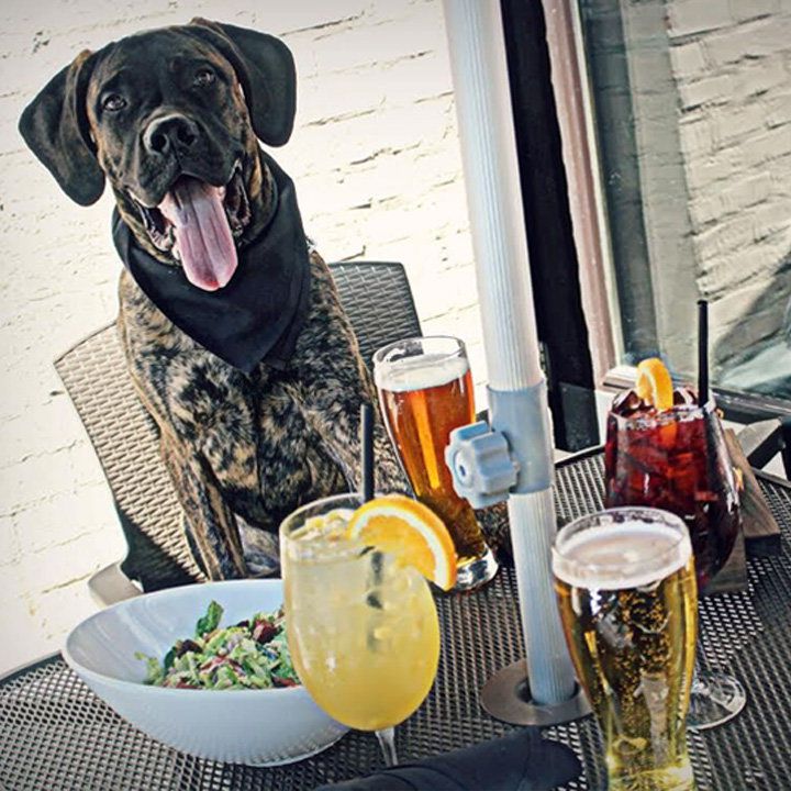 Sunday Dog Days 1