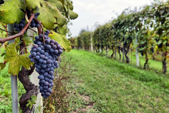 Sonoma and Napa Wine Tour 3 Tastings Included Small-Group Tour 2
