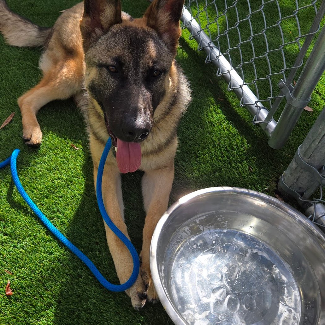 Basic Black Adoption Event Weekend 2