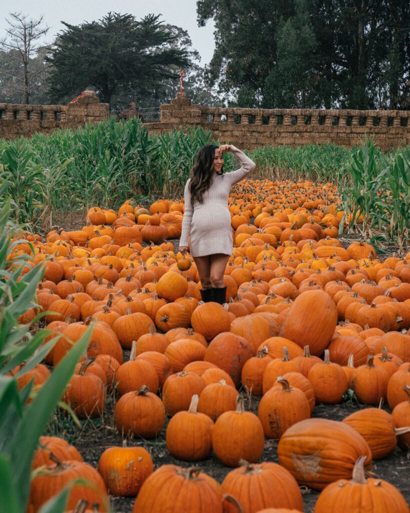 Arata’s Pumpkin Farm 1
