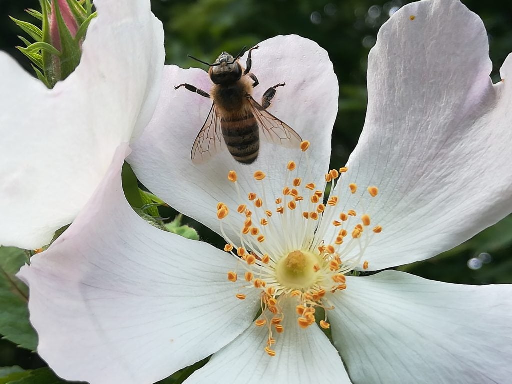 Découverte de la biodiversité au jardin citoyen 1