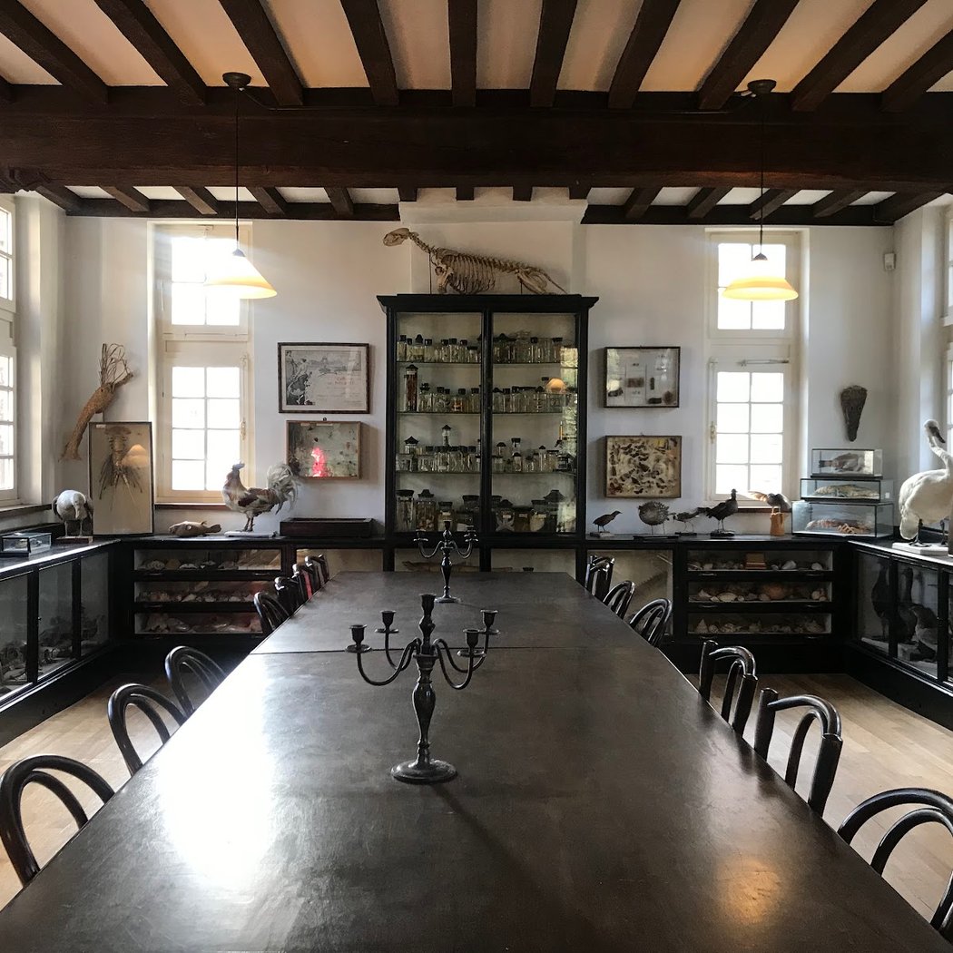 Natural History Museum of Maastricht 3