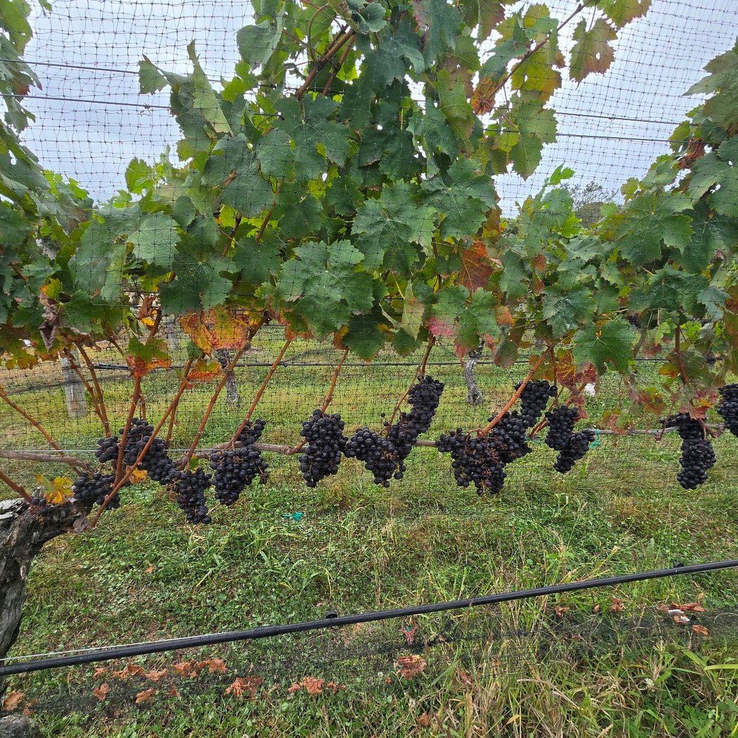 Crush Wine Experiences 3