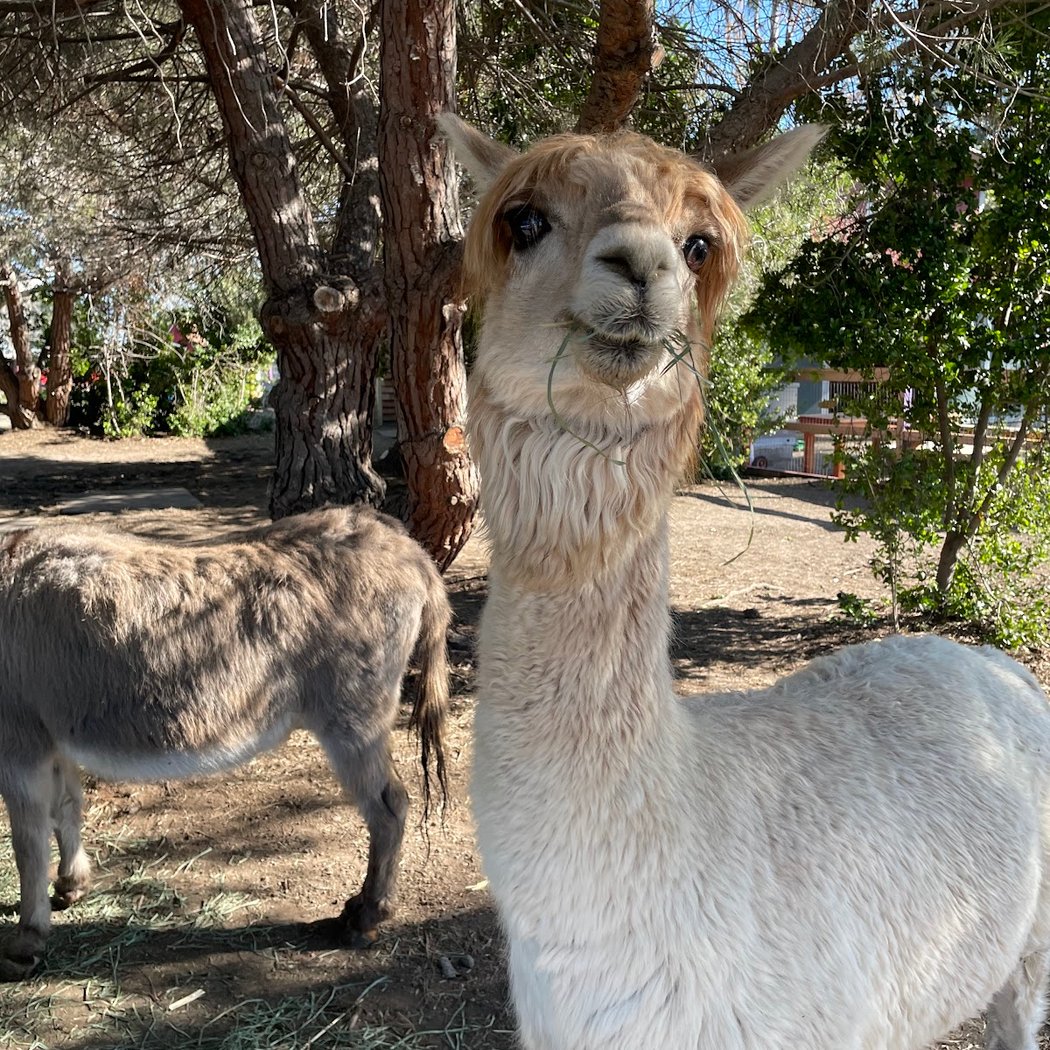 Silicon Valley Reads: Animals, Stories, and Smiles 1