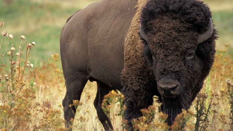 Bison: Standing Strong 1