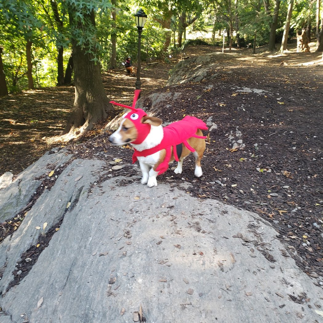 St. Nicholas Park Dog Run 3