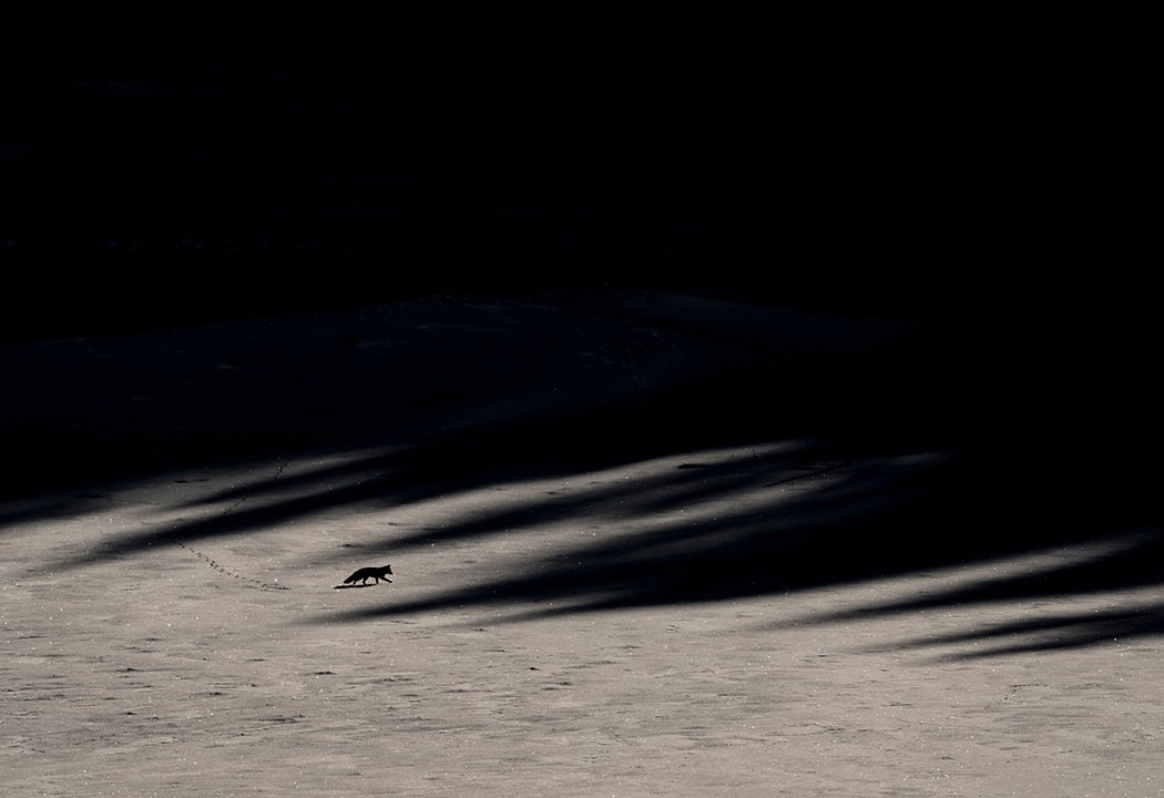 Le Chant des forêts 3