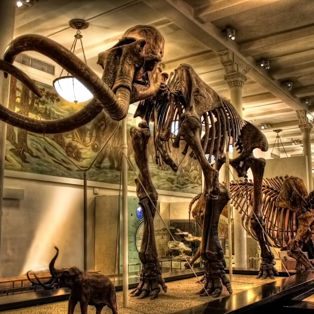 Trick-or-Treating Adventure at AMNH 1