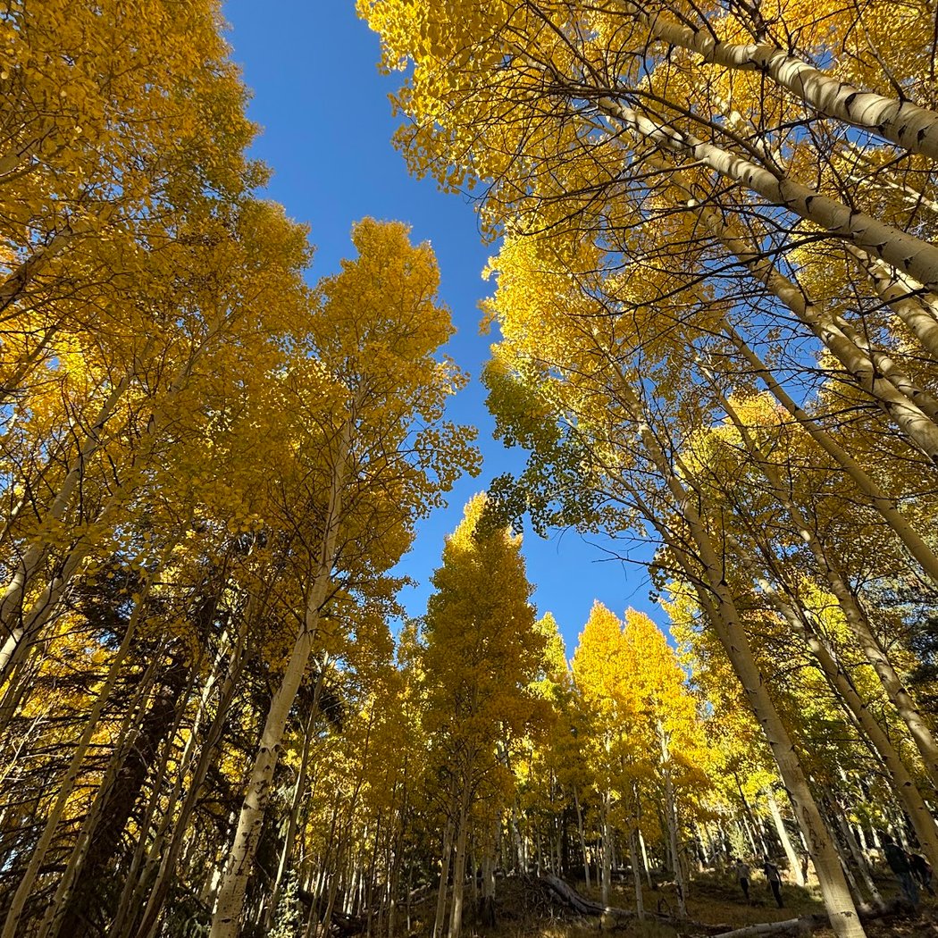 Aspen Nature Loop 1