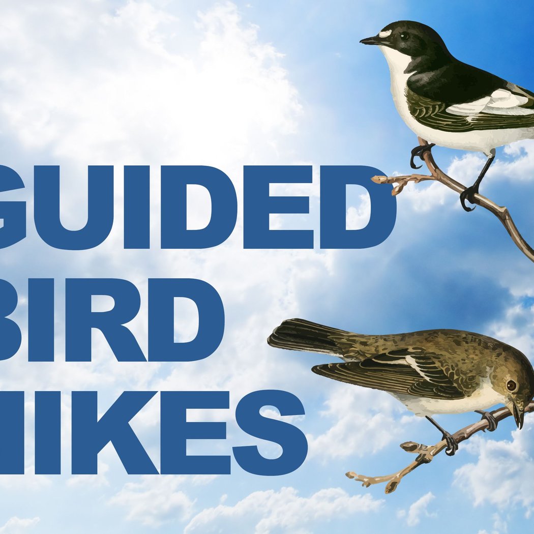 Guided Bird Hike