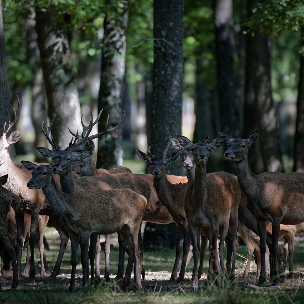 Parade amoureuse du cerf - le brame 1