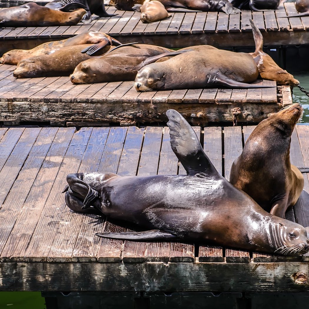 Sea Lions 1