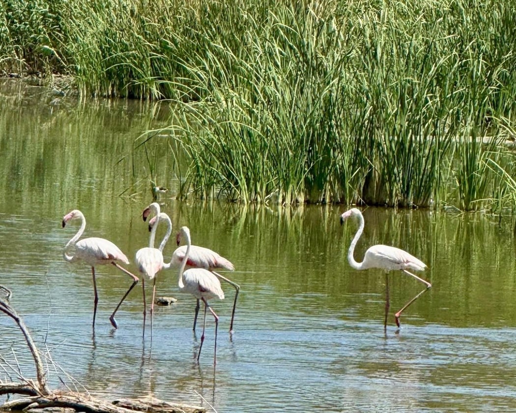 Laguna de Fuente del Rey 1