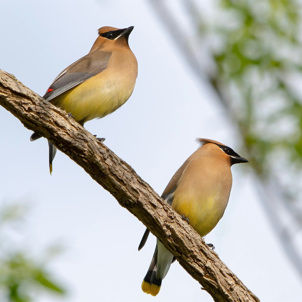 Thursday Noon Bird Walks 1