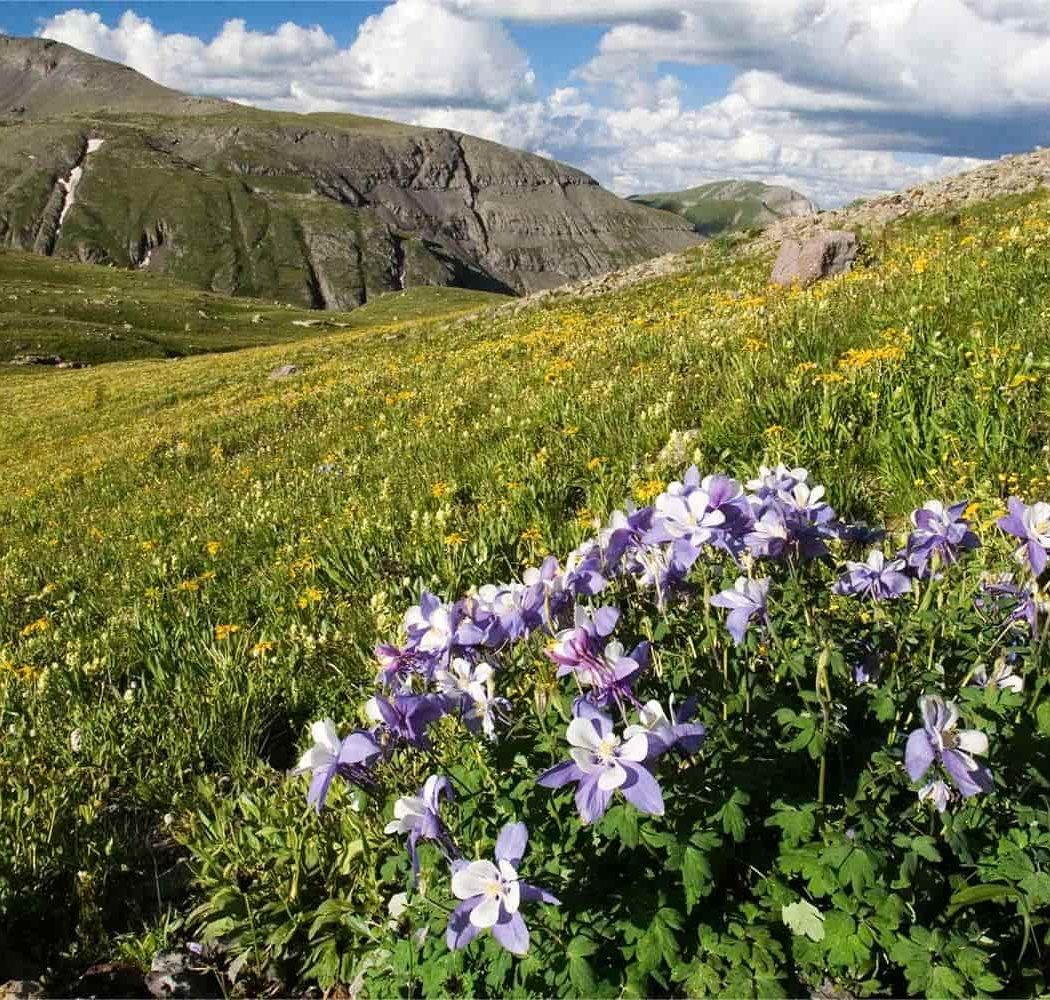 Rocky Mountain Flower Fest 1