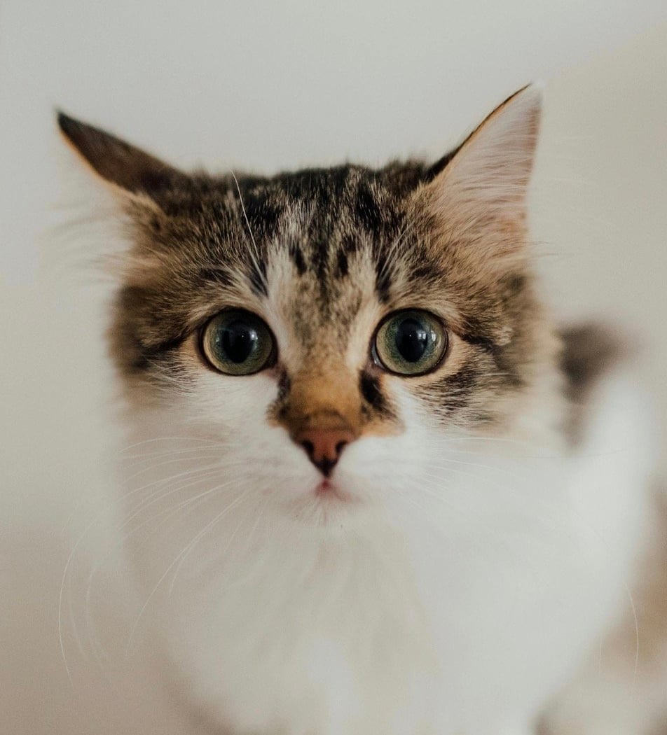 Kokoro Cat Café 1