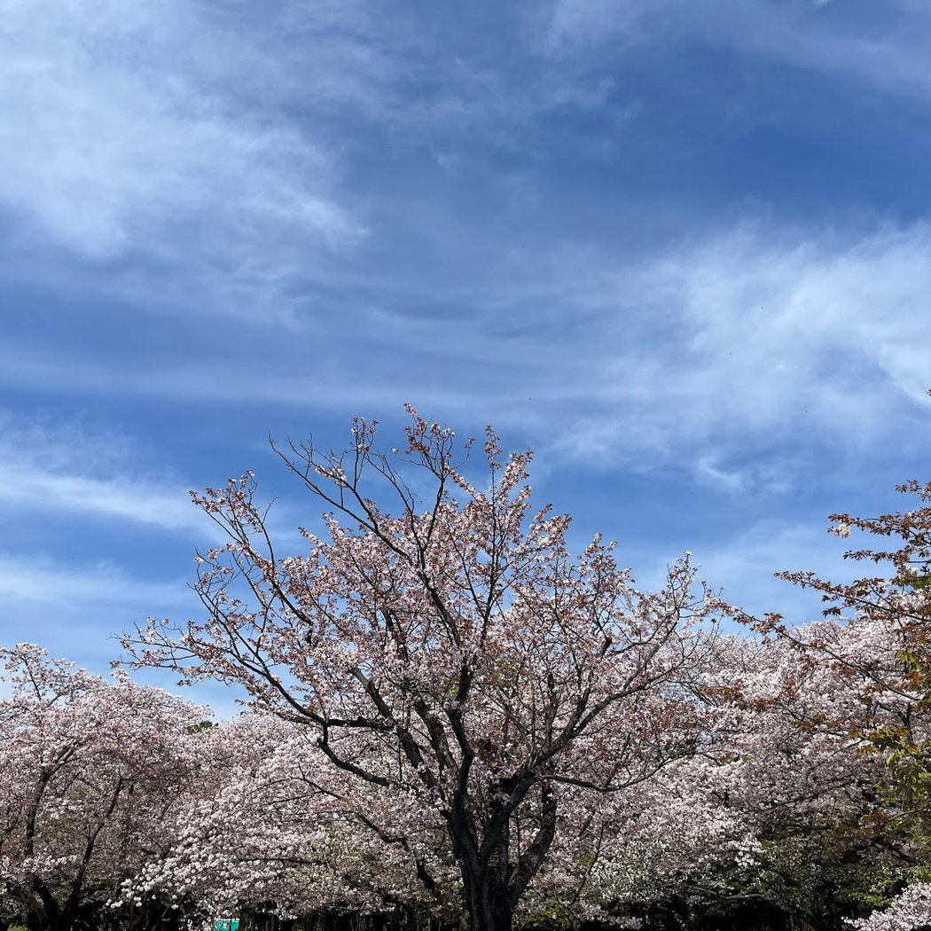 Yoyogi Park 4