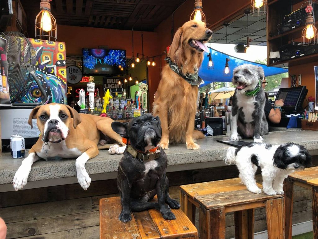 Ales, Tails & Trivia! 3