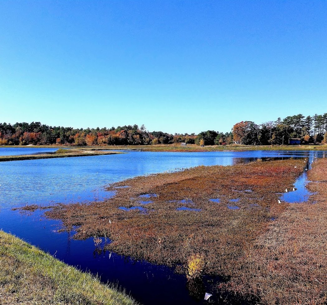 Bensons Pond Cranberries and Barn 2