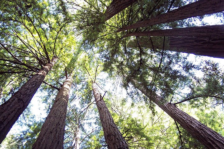 From San Francisco: Guided Tour to Muir Woods Coastal Redwoods 3