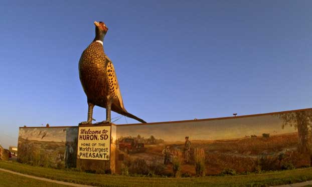 World's Largest Pheasant 2