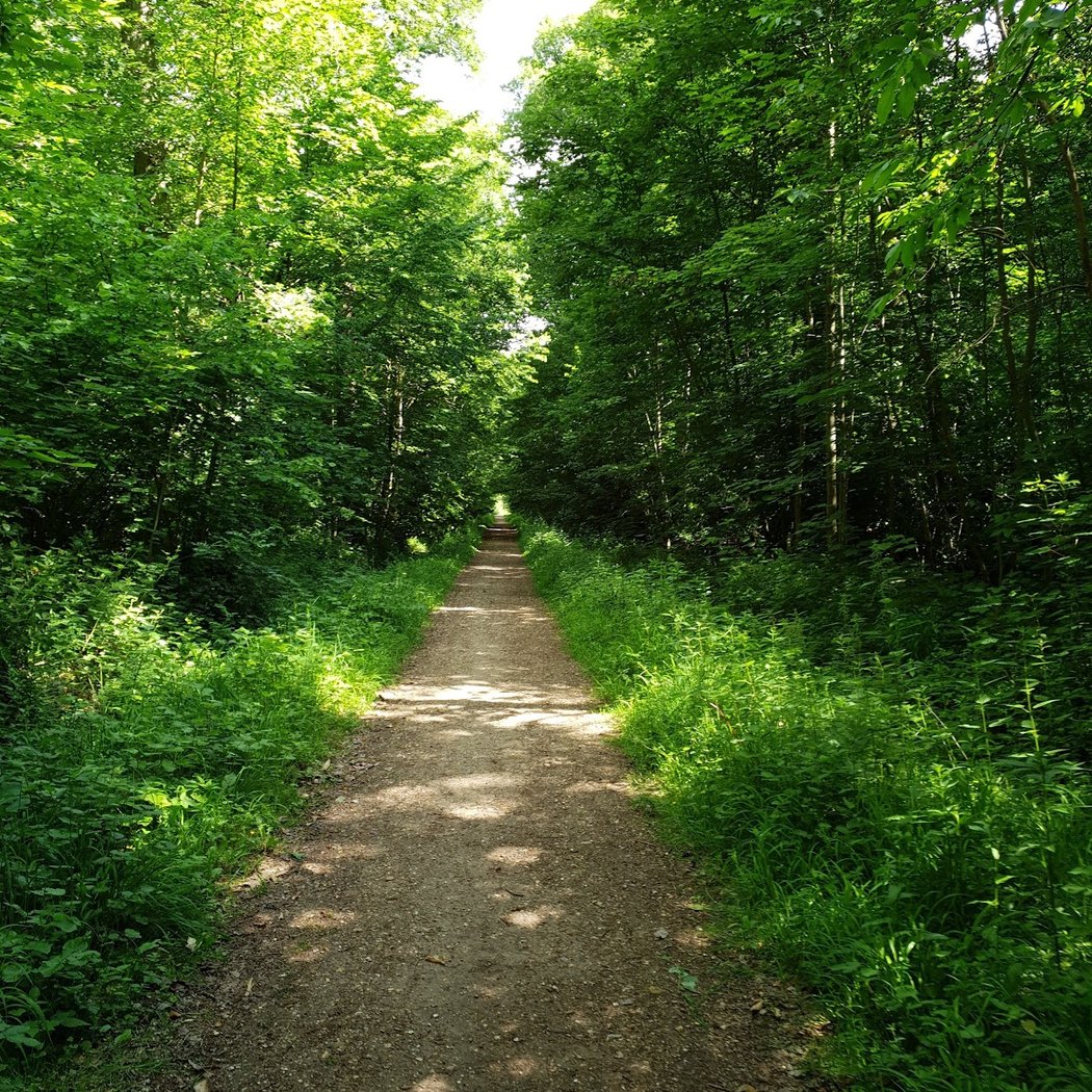 Versailles Forest 1