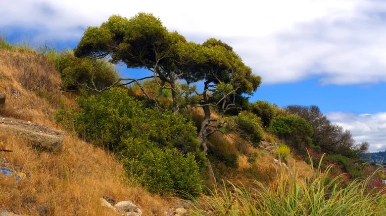 Albany Bulb 3