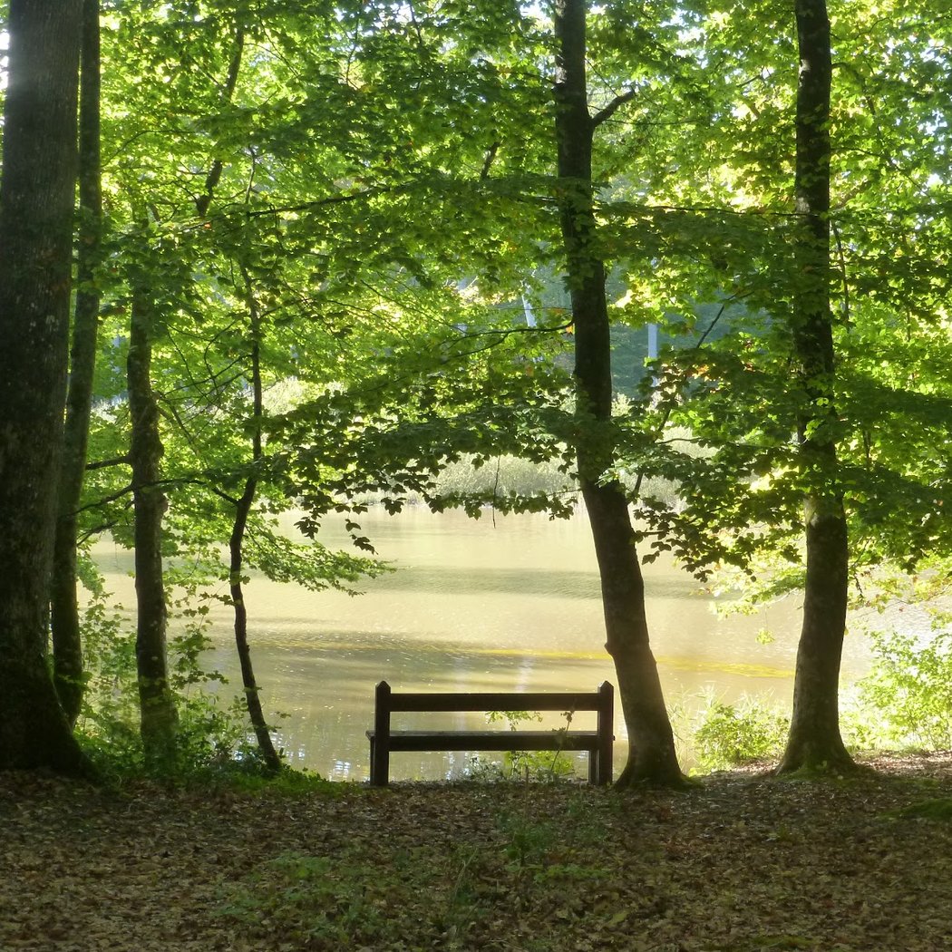 Forêt Domaniale de Loches 1