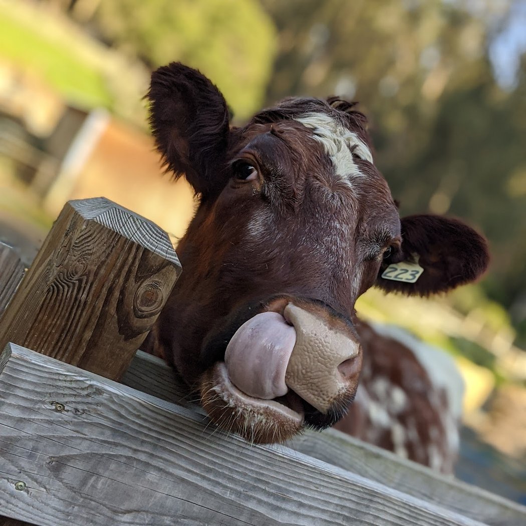 Creature Feature: Animal Meet 1