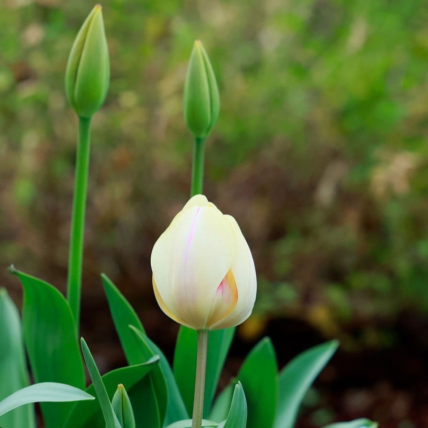 Expert Lisa Roper's Guide to Spring Bulbs 2