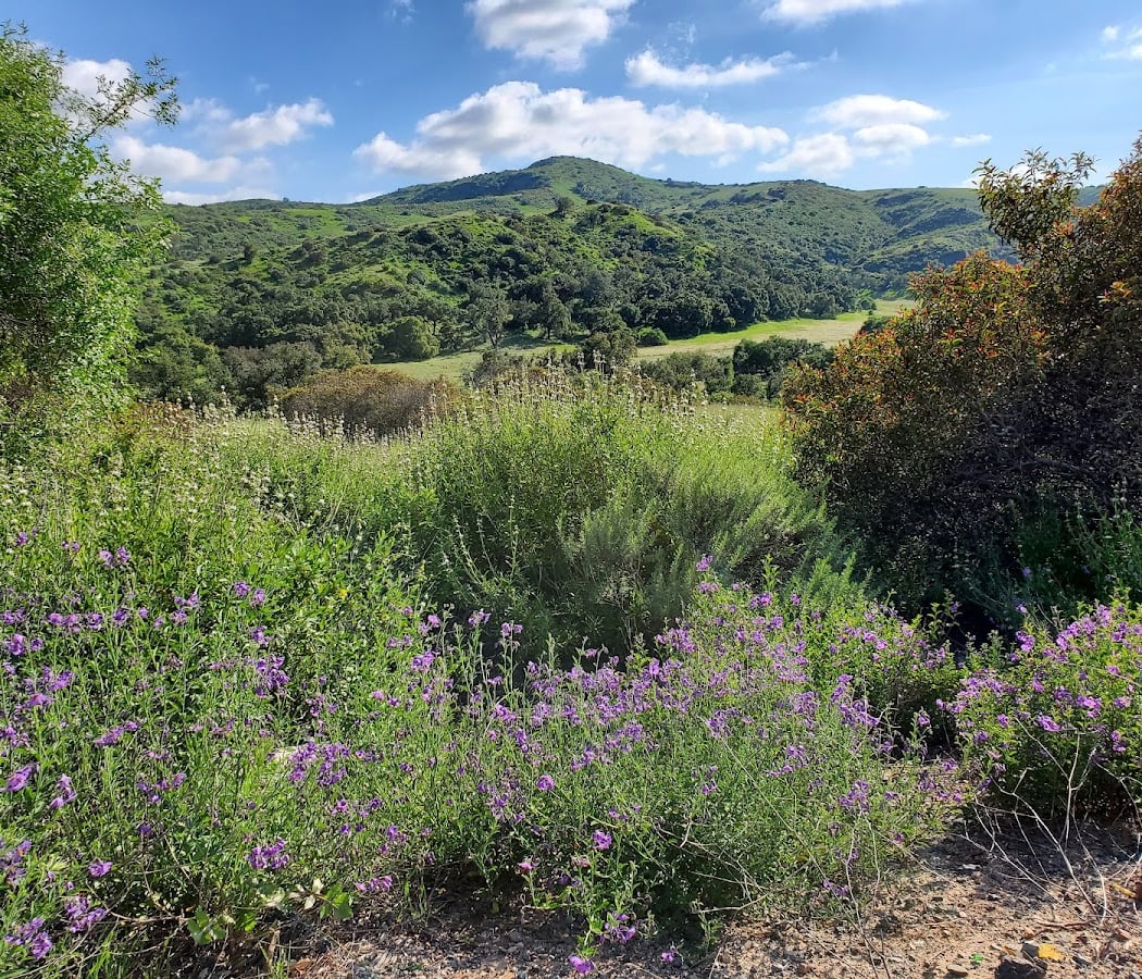 Group Stewardship: Limestone Canyon Butterfly Habitat Islands 3