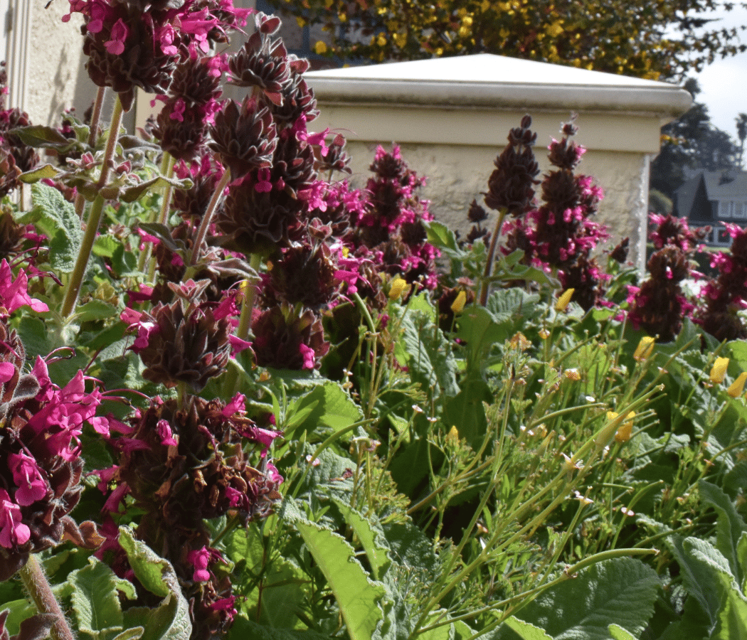 Botanical Illustration: Hummingbird Sage 1